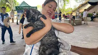 Vacinação contra raiva acontece nas zonas Norte e Leste de Teresina no sábado 22