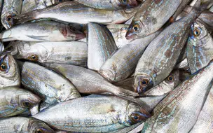 Período de defeso da piracema começa nesta sexta-feira no Piauí e vai até março de 2026