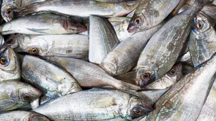 Período de defeso da piracema começa nesta sexta-feira no Piauí e vai até março de 2026