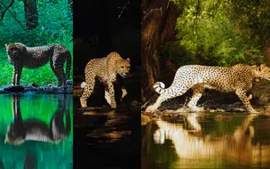 Dia Internacional da Chita esforços globais de conservação; Modi reforça compromisso da Índia