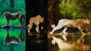 Dia Internacional da Chita esforços globais de conservação; Modi reforça compromisso da Índia