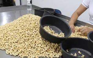 Produção de castanha de caju cai no Piauí, em razão de  pragas e da seca