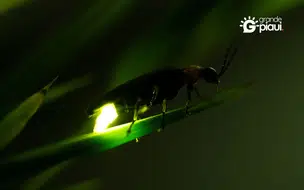 Vaga-lumes estão sumindo e cientistas alertam para risco de extinção