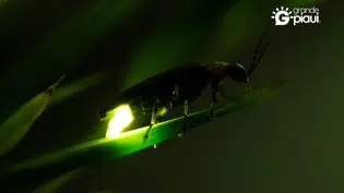 Vaga-lumes estão sumindo e cientistas alertam para risco de extinção