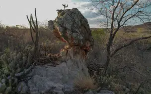 Novo Decreto Cria APA para Preservação da Caatinga no Piauí