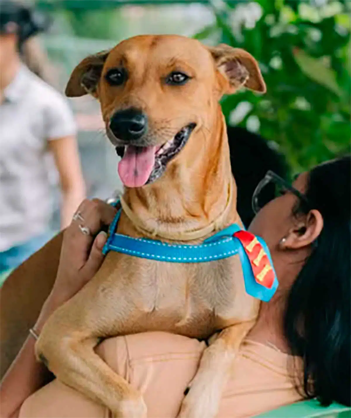 Castração de cães e gatos não adotados fica a cargo do poder público municipal e estadual