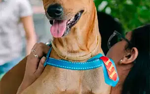 Sancionada lei que garante que pessoas alimentem animais sem dono no Piauí