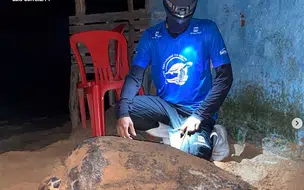 Tartaruga faz ninho na frente de bar em praia no litoral do Piauí