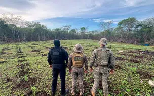 PM desarticula plantação de maconha com mais de 3 hectares no Piauí