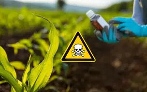 Prefeitura de Coivaras faz Alerta Sobre o Uso de Herbicidas em Áreas Urbanas