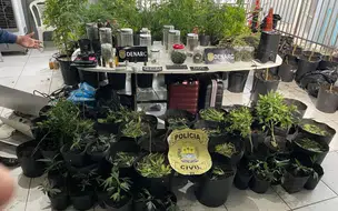 Polícia desarticula laboratório de produção de maconha em Teresina