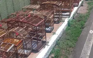 PM resgata mais de 50 aves mantidas ilegalmente em cativeiro em Parnaíba