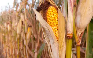 Clima de seca no Piauí reduz a estimativa da produção agrícola para 2025 diz IBGE