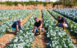 Sada e Adapi fortalecem a certificação da produção familiar no Piauí