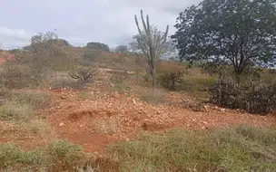 Seca verde: Semarh identifica seca verde em 127 municípios piauienses