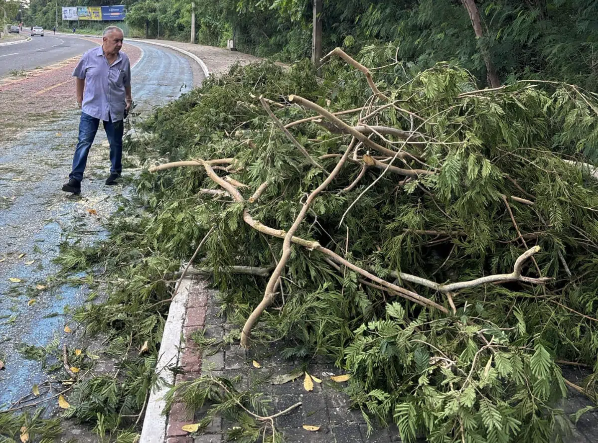 Entre as ocorrências estão a queda de árvores devido aos fortes ventos