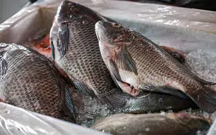 Entrega de peixe beneficia famílias em várias comunidades de Coivaras