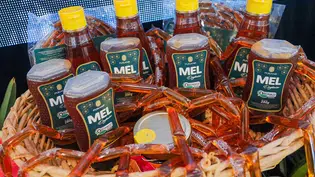 Com exportações que ultrapassam R$ 100 milhões por ano, Piauí é o 2° maior produtor de mel do país