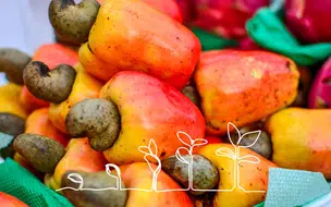 Chegou a vez do Canto Alegre: Doação de mudas de caju será realizada nesta terça-feira