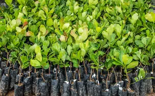 Secretaria de Meio Ambiente de Coivaras Distribui Mudas de Caju em Ação Sustentável