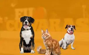 Prefeitura de Coivaras Promove Palestra em Alusão ao Abril Laranja