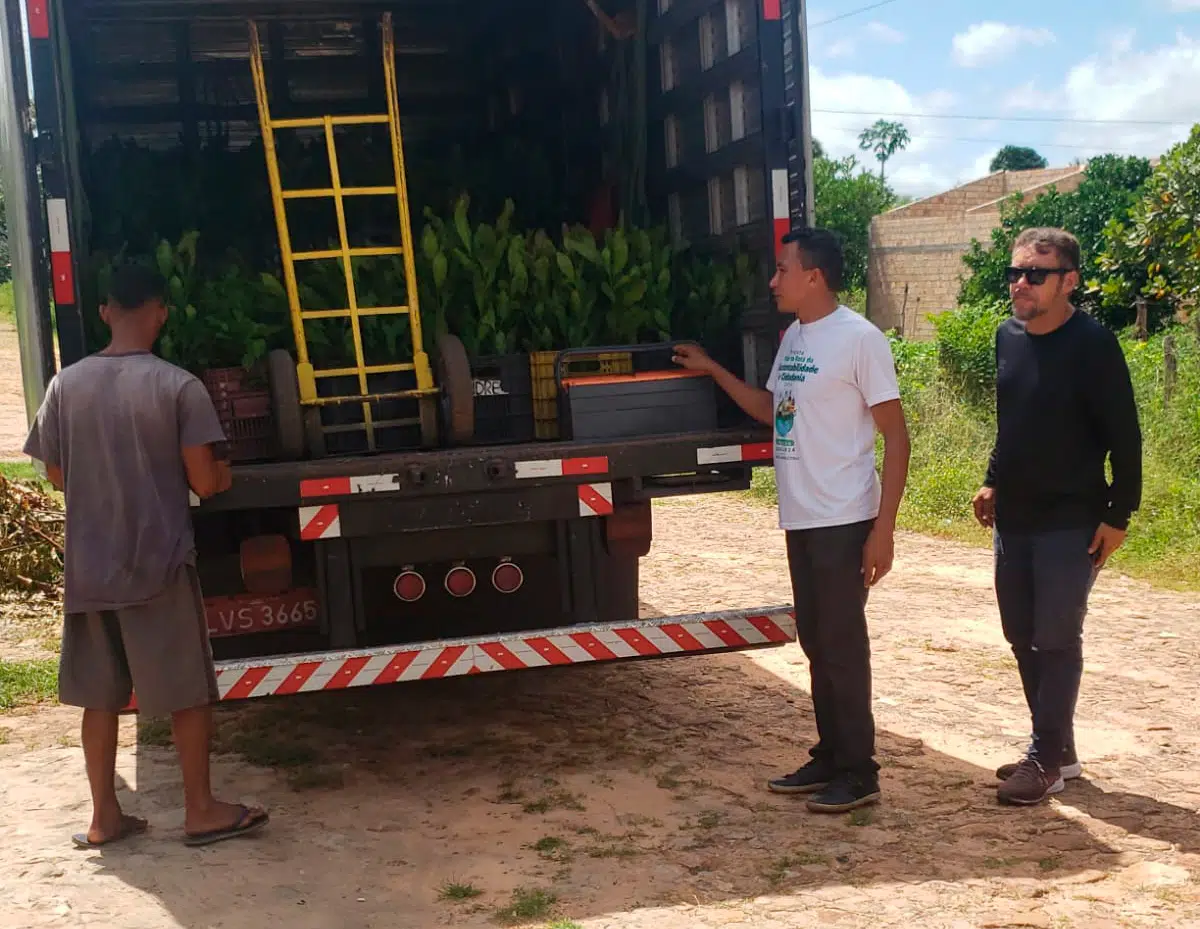 Secretaria de Meio Ambiente de Coivaras recebe doação de 5 mil mudas e inicia distribuição e plantio