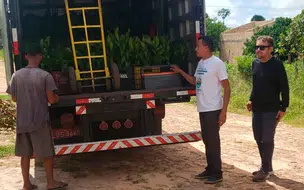 Secretaria de Meio Ambiente de Coivaras recebe doação de 5 mil mudas e inicia distribuição e plantio