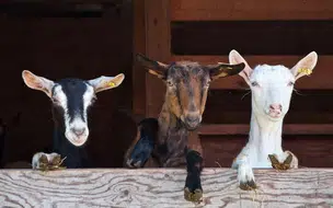 Expapi promove roda de conversa sobre os prejuízos da micoplasmose na caprinocultura paraibana