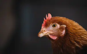 Trabalhador em Granja no RS é Isolado por Possível Infecção de Gripe Aviária