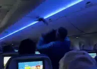Pegue o Pombo: Pombos invadem avião da Delta e causam atraso em voo nos Estados Unidos