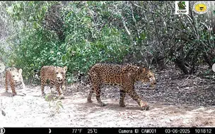 Inédito: Onça-pintada e filhotes são flagrados no Parque Nacional da Serra da Capivara