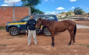 Operação da PRF retira 81 animais das rodovias federais na região de Picos