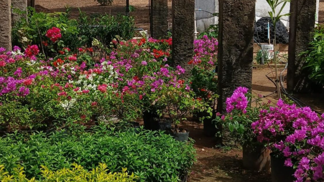 A ação busca contribuir para o cuidado com o meio ambiente e o desenvolvimento sustentável de Oeiras.