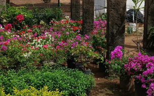 Iniciativa de mudas em viveiro municipal amplia sustentabilidade urbana em Oeiras