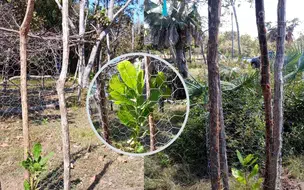 Secretaria de Meio Ambiente de Coivaras orienta: cuide das plantas até sua maturidade