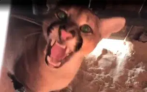 Susto: Funcionário encontra filhote de onça-parda em Barraca de Praia no Ceará