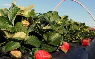 Febre do morango do amor gera lucro, mas provoca alta de preços