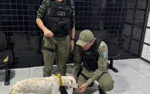 Cadela vítima de maus-tratos é resgata pela polícia militar em Parnaíba