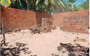 PRF resgata caititus e cutias em criatório ilegal na cidade de São João da Fronteira