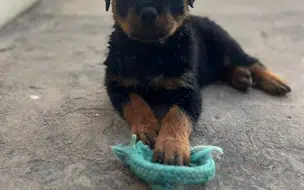 Filhote de Rottweiler furtado é recuperado e devolvido à tutora em Teresina