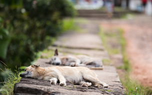 Projeto de Lei propõe criação de Banco de Ração para Animais no Piauí