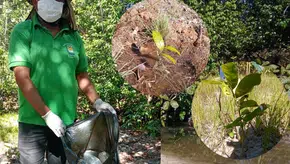 Limpeza das Nascentes e plantio de plantas típicas para proteção das Nascentes