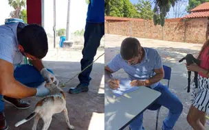 Prefeitura de Coivaras Realizou ação de vacinação e cuidados com animais