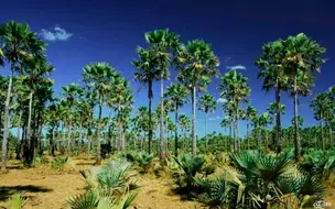 Piauí é o maior produtor de pó de carnaúba do país, segundo IBGE