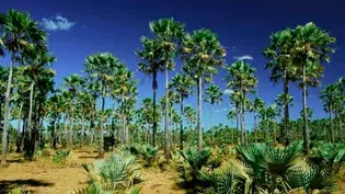 Piauí é o maior produtor de pó de carnaúba do país, segundo IBGE