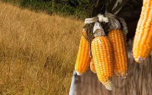 Inscrições Abertas para o Garantia Safra em Coivaras