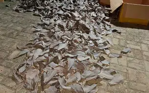 Polícia Federal prende chineses por crimes ambientais e receptação em Parnaíba