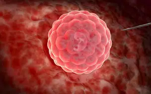 Cientistas criam embriões humanos a partir de células da pele