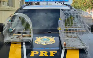 PRF resgata papagaios da fauna silvestre em Parnaíba