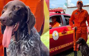 Bombeiros do Piauí reforçam buscas com cão especializado em restos mortais